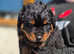 Long haired  rottweiler pups