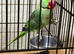 Baby Alexandrine parrot
