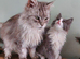 Ragcoon(Mainecoon x Ragdoll) 16 week kittens 2 female