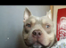 2 year old micro bully