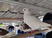 Lahore pigeon breeding pair