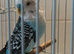BABY C unsual markings and look sky blue and large white face covering and black wing markings BOY