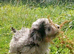 Asian tea cup poodle x small toy