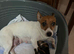 Jack Russel & pinscher