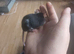 3  Very Friendly well Handled little boys