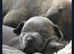 3 Beautiful blue staffie puppies for sale x1boy x2 girls