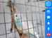 Baby budgies for sale in fife