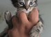 4 beautifull kittens for sale