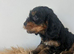 Stunning f1 Cockapoo puppies for sale