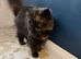 Female Pedigree Persian