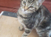 Kittens smallholding/farm/pet