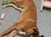 Looking for the right home for Scooby