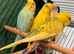 Young Budgies 8 to 10 Weeks Old Available Runcorn Area