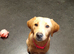 Fox red /yellow full lab pup