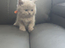 Lilac and blue british short-hair kittens for rehoming