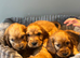 Beautiful golden purebred cocker spaniels