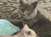 GCCFpedigree British short hair blues