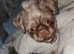 Chocolate Shih Tzu For Stud