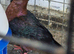 Archangel pigeons pairs and youngsters