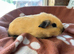 Swiss boy and Cali boy guinea pigs
