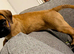 9 week old female cane corso