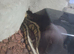 mojave het clown female royal