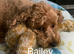 F1b toy cockapoos Puppies