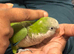 Tame green Quaker