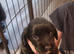Cocker spaniel puppies