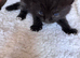 Gorgeous Kittens
