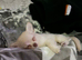 Teacup chihuahua