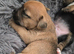 Jack russels