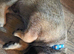 BELGIAN MALINOIS PUPPIES FOR SALE