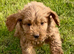 Adorable F1 Cockapoo Puppies
