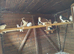 Lahore pigeons for sale