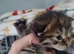 Mancoon babies