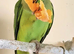 My tamed baby ring neck talking parrot