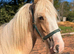 Eye catching Palomino Gelding