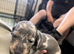 Miniature dachshund puppies