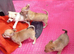 Chihuahua lovely and kind to cats