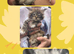 TICA Maine Coon Kittens Polydactyl