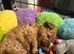 Stunning 100% red Tiny toy poodles