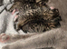 5 British  Shorhair x Maine coon kittens