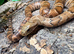 Hypo False Water Cobra at Birmingham Reptiles