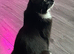 Lost Kitty!!