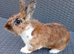Denny, rex cross lionhead
