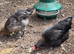 Black Copper Marans at point of lay