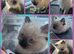 Seal point Ragdoll kittens