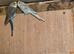 Budgies