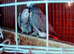 Breedimg pair african greys